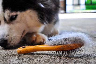 Démêler les poils de son chien avant la tonte