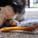 Démêler les poils de son chien avant la tonte